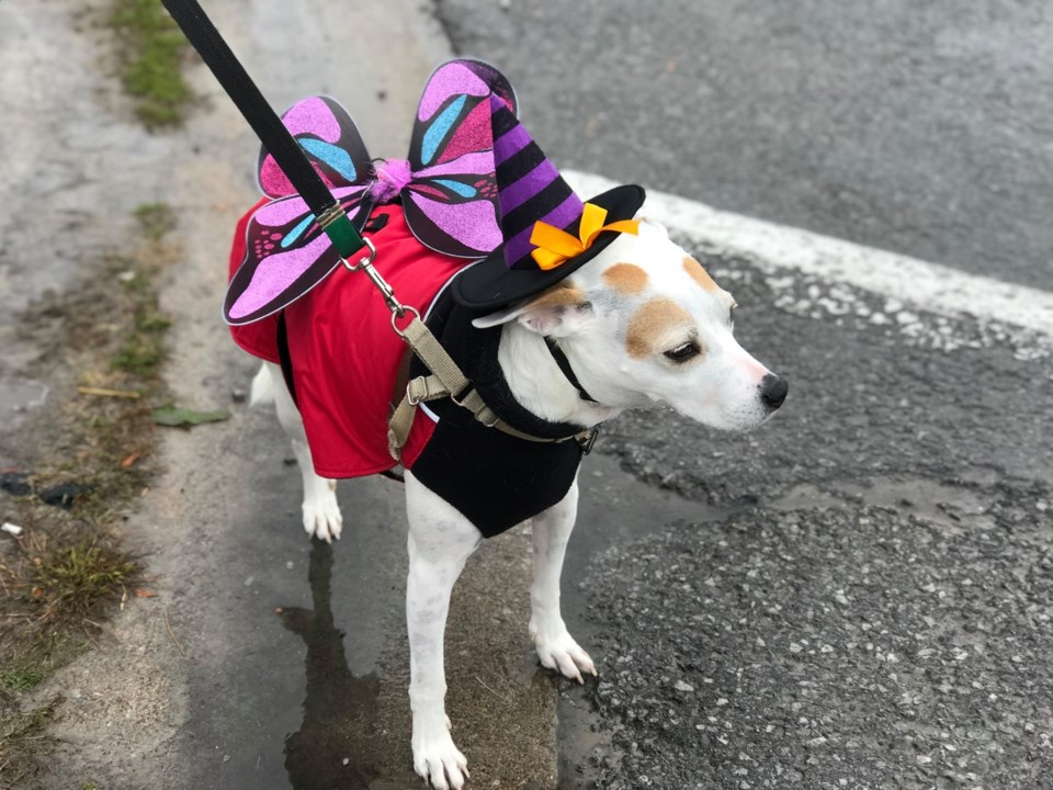 Halloween 2024 Pets Phaedra