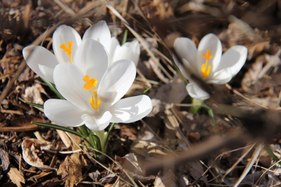 USED 170518 9 White crocus. North Bay waterfront. Photo by Brenda Turl for BayToday.