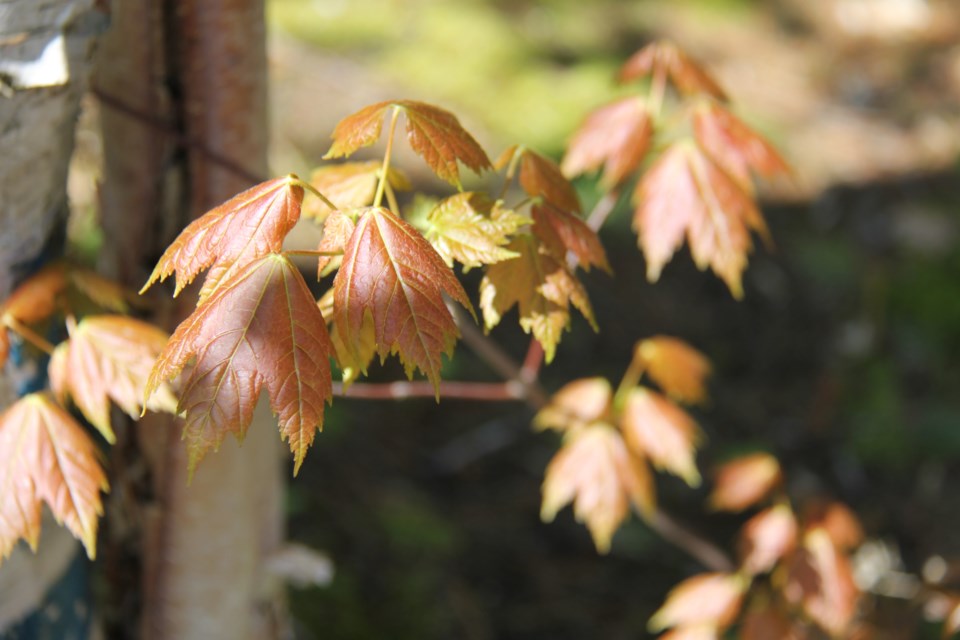 USED 170601 1 New leaves. Photo by Brenda Turl for BayToday.