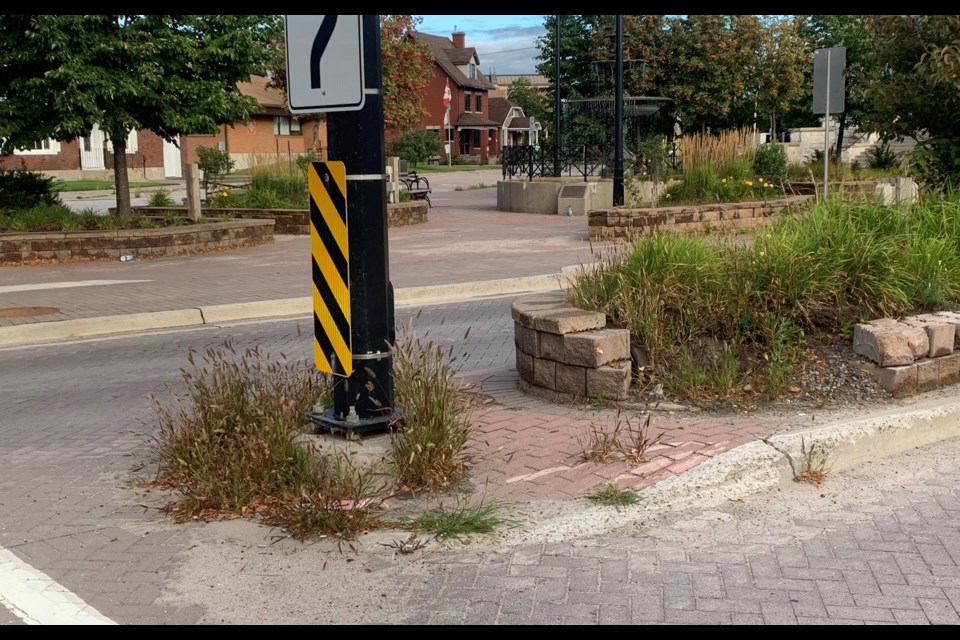 Volunteers are hoping to clean out weeds from North Bay streets and sidewalks. This traffic light pole at the deteriorating boulevard on Algonquin Ave. is a perfect example.