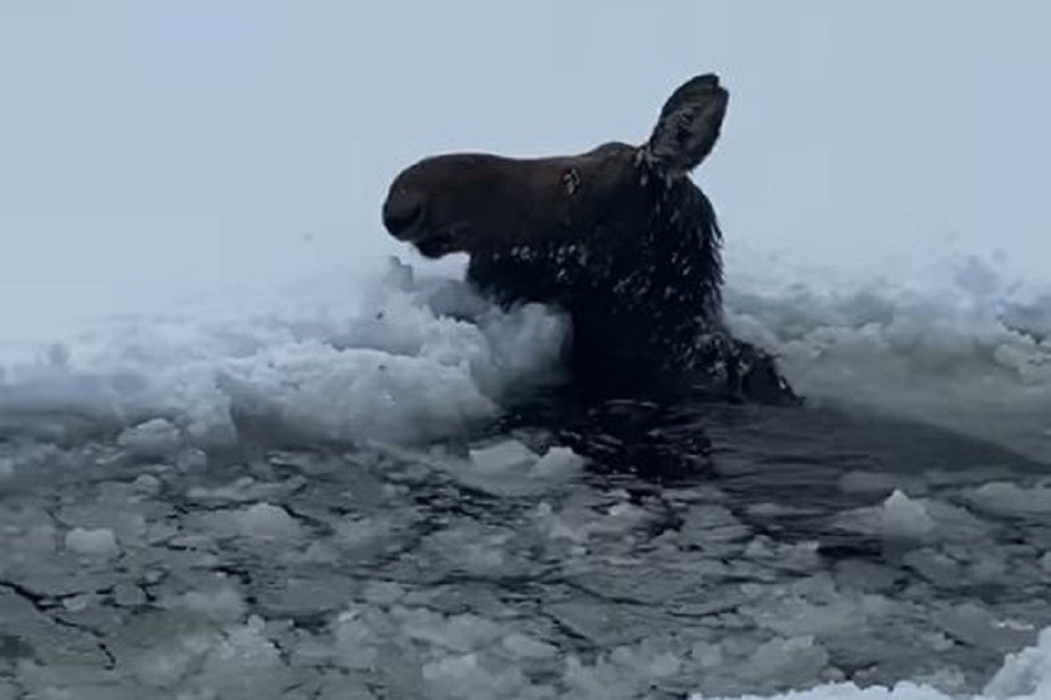 2022 02 07 moose-rescue-four-thunder bay(Facebook)