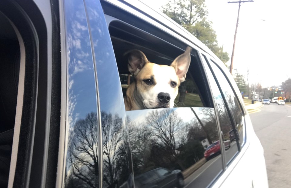 Six tips to keep your pets safe during storm season