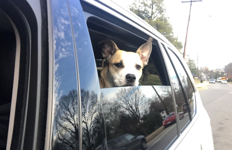 dog in car window