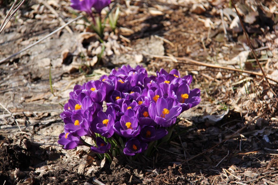 USED 170428 4 Purple crocuses, North Bay waterfront. Photo by Brenda Turl for BayToday.