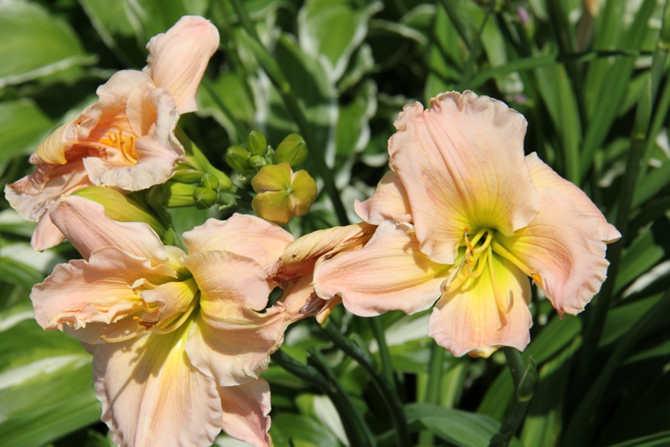 USED 170817 2 Peach lilies at the waterfront. Photo by Brenda Turl for BayToday.