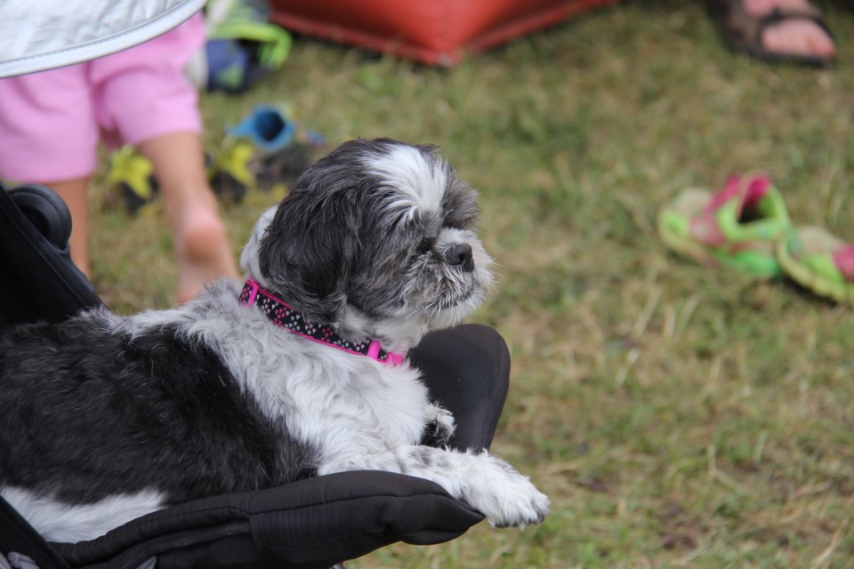 USED 170817 6 It's a dog's life. Photo by Brenda Turl for BayToday.