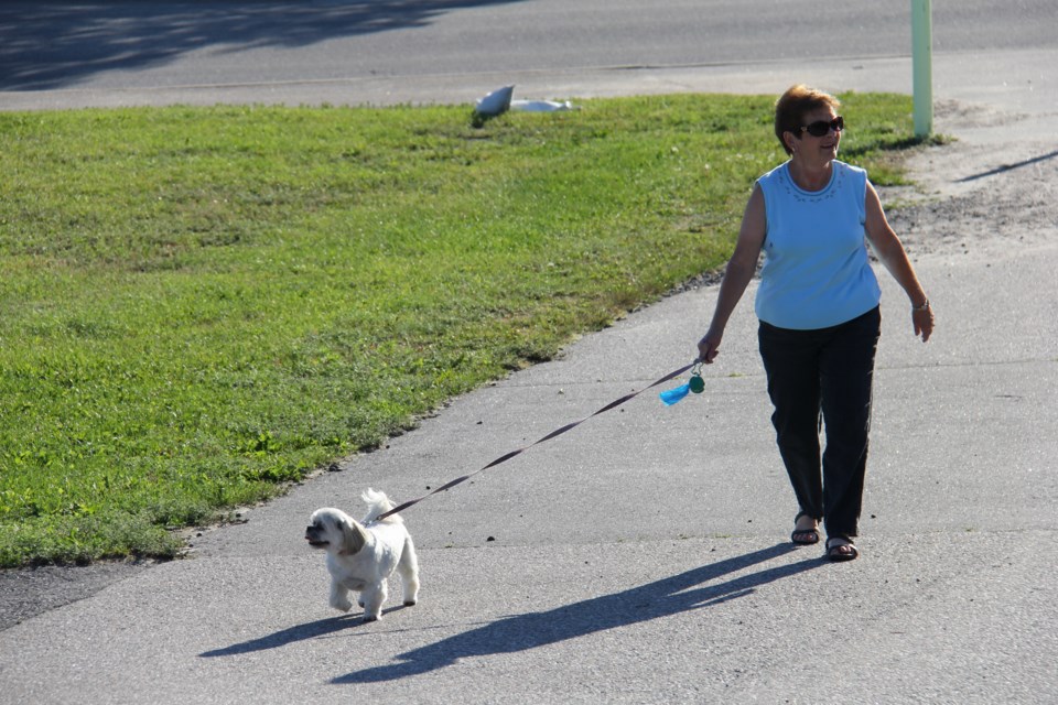 USED 170817 8 Dog walker at the waterfront. Photo by Brenda Turl for BayToday.