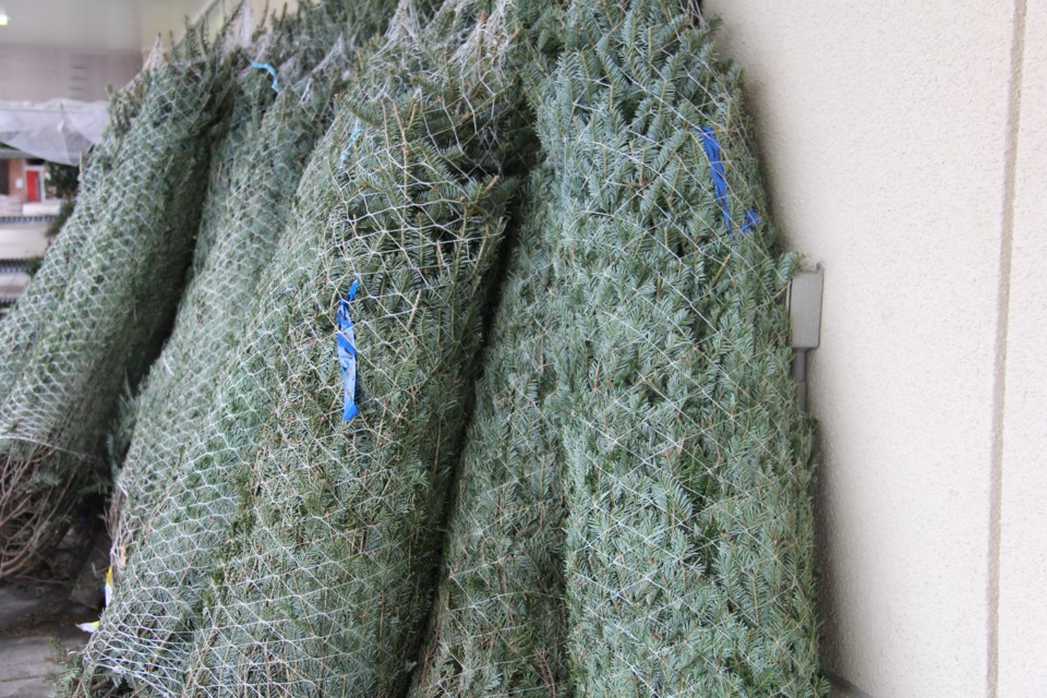 USED20171213 08 Christmas trees for sale at your local grocery store. Photo by Brenda Turl for BayToday.