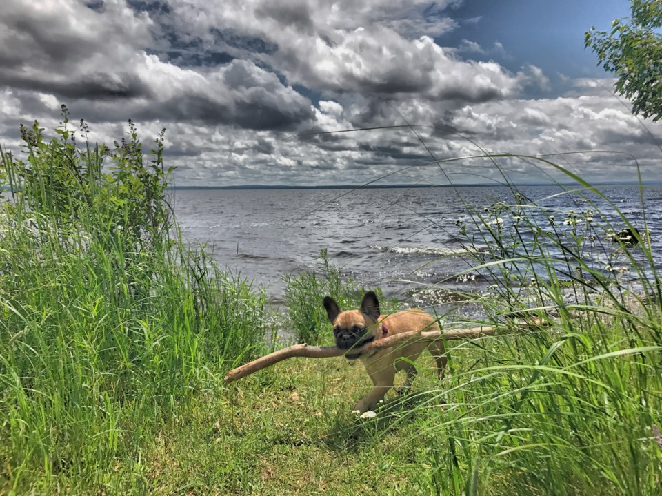 USED 170713 08 Sidney the French bulldog carries a big stick on her walks.Photo by Dave Radcliffe for BayToday