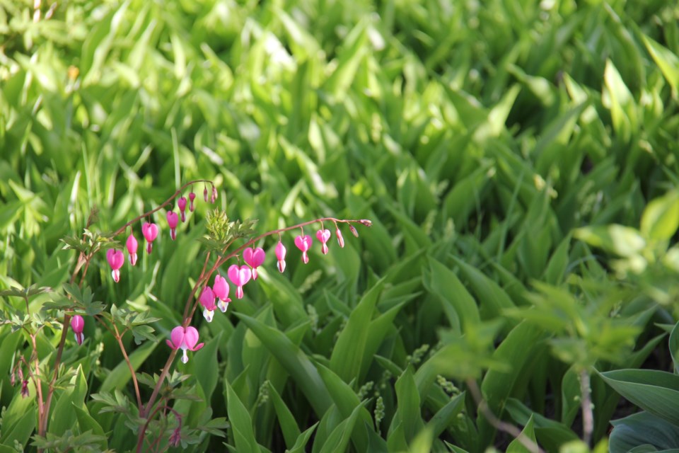 USED 170608 3 Bleeding heart. Photo by Brenda Turl for BayToday.