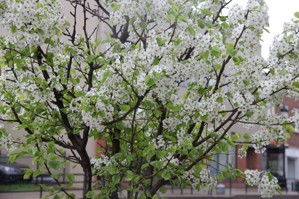 USED 170622 2 Flowering tree, downtown North Bay. Photo by Brenda Turl for BayToday.