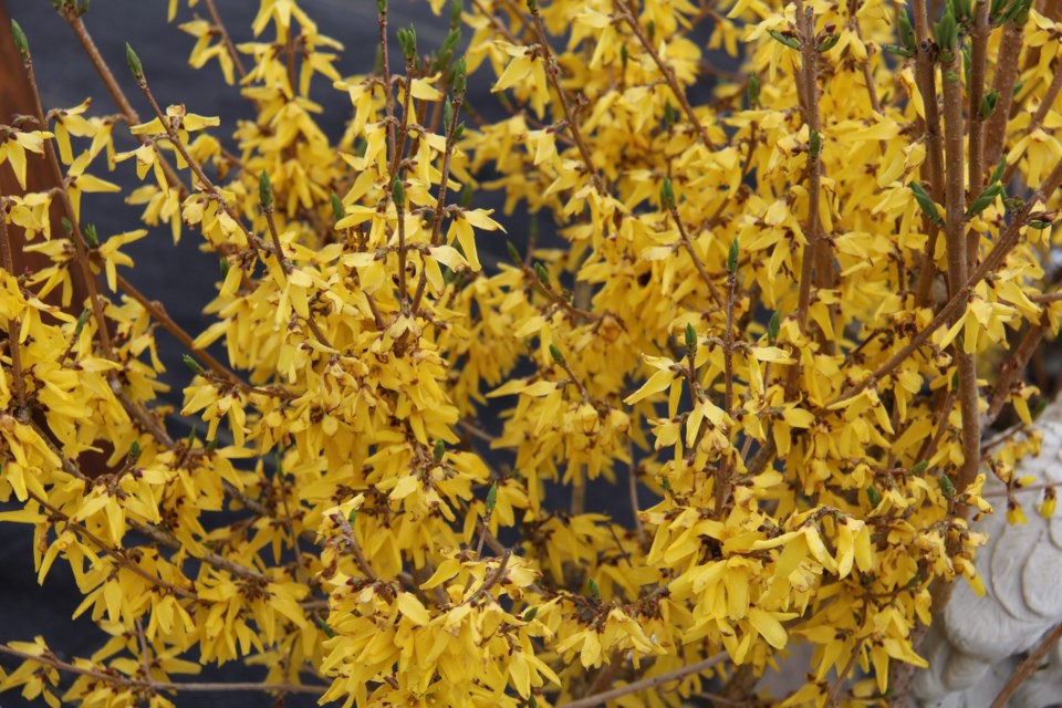 USED 170622 4 Forsythia. Photo by Brenda Turl for BayToday.