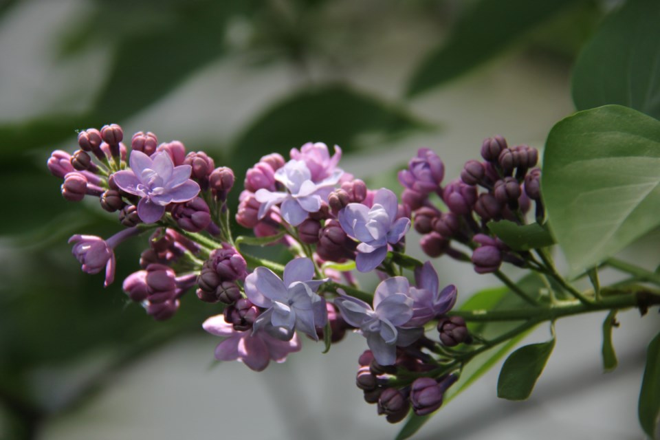 USED 170628 4 Lilac. Photo by Brenda Turl for BayToday.