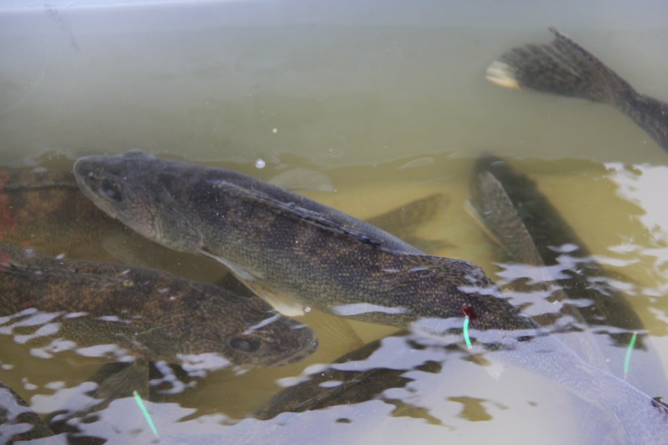 USED 170511 8 Walleye. Photo by Brenda Turl for BayToday.