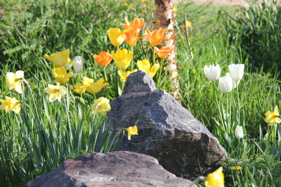 USED 170525 5Rocks and tulips. Photo by Brenda Turl for BayToday.