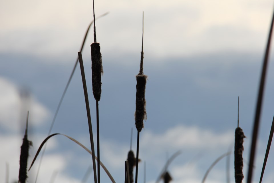 USED20171109 01 Cattails. Photo by Brenda Turl for BayToday.