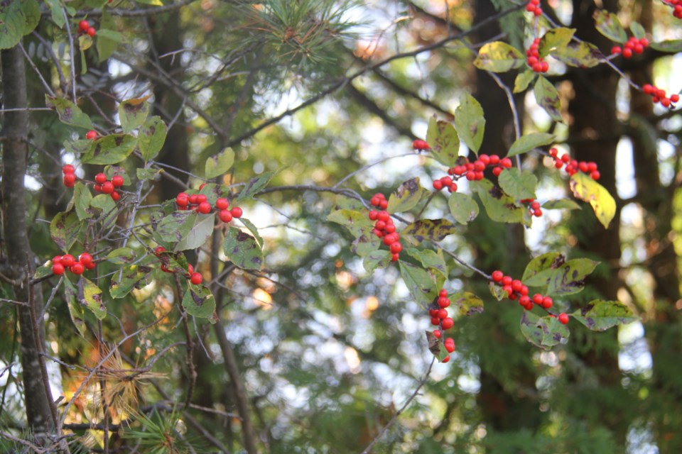 USED20171109 02 Berries for the birds. Photo by Brenda Turl for BayToday.