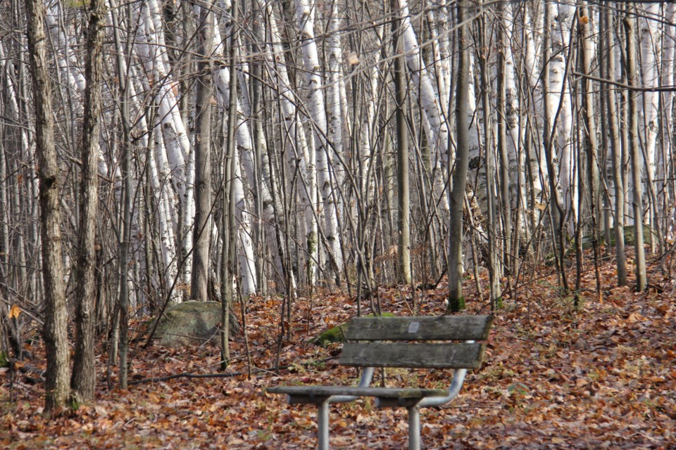 USED20171109 03 Birches and bench at Laurier Woods. Photo by Brenda Turl for BayToday.