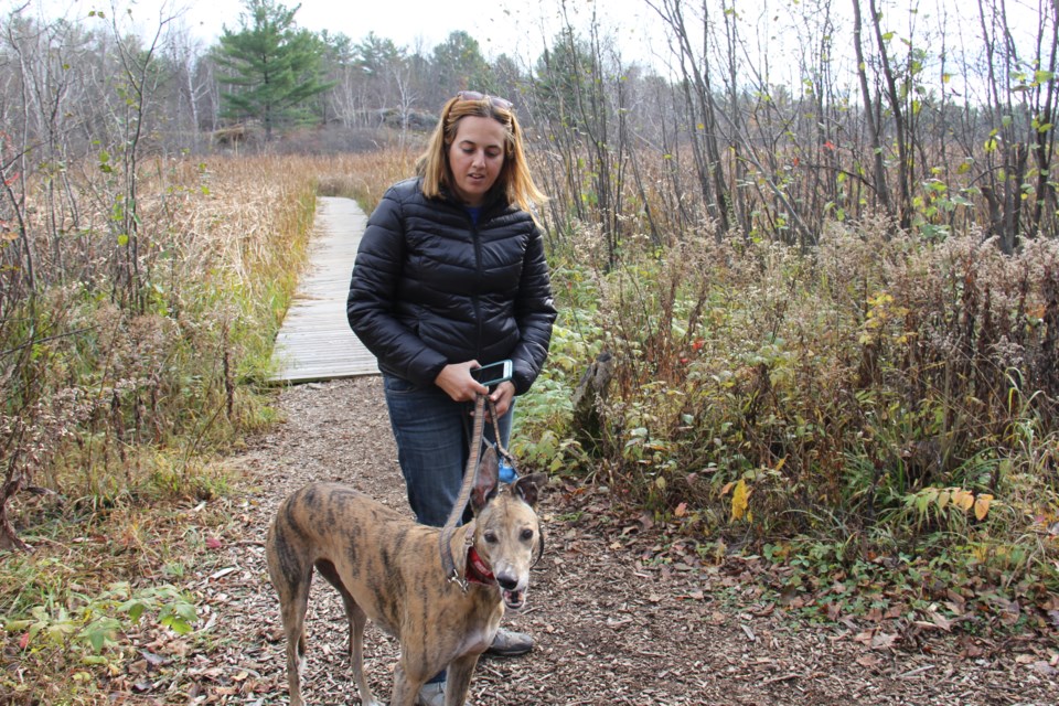 USED20171109 07 Sarah Braun and Walter the Greyhound, Milton, take a hike around Laurier Woods. Photo by Brenda Turl for BayToday.
