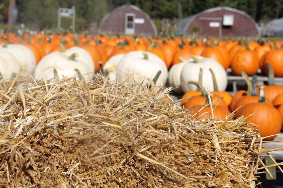 USED171005 06 A sea of Pumpkins at Laporte's Nursery and Greenhouses. Photo by Brenda Turl for BayToday.