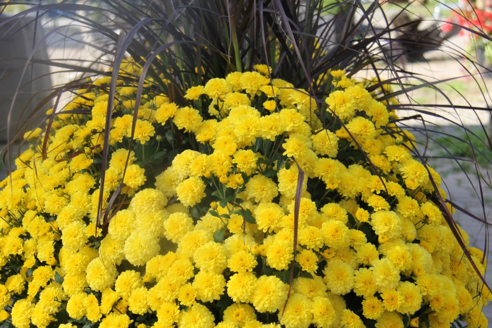 USED171005 07 Fall colours at Laporte's Nursery and Greenhouses. Photo by Brenda Turl for BayToday.