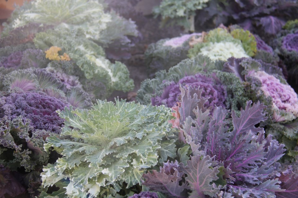 USED20171012 04 Ornamental cabbages and kale at L'Amis Garden Centre. Photo by Brenda Turl for BayToday.