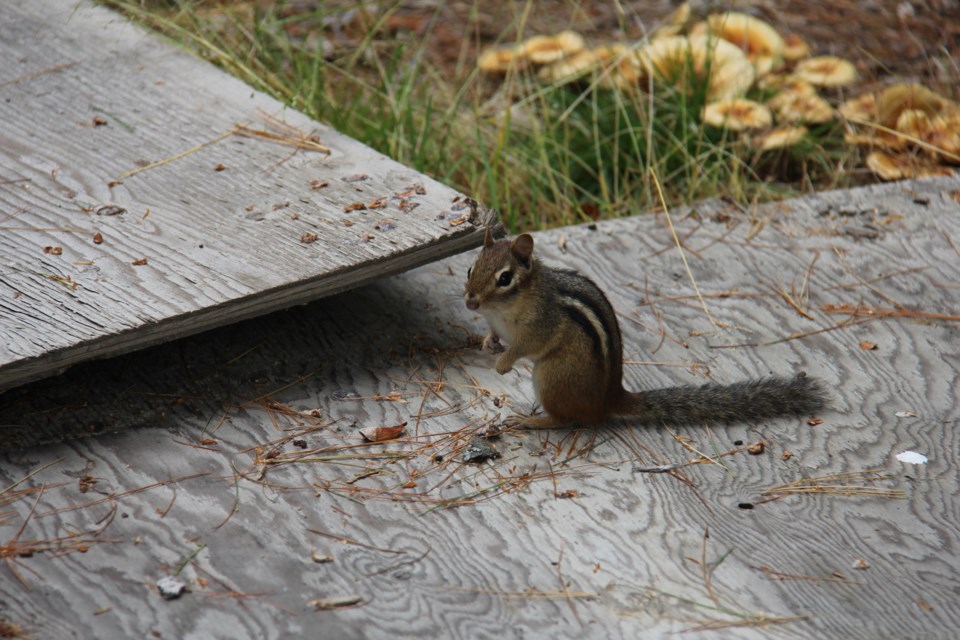 USED20171012 06 Chippy the chipmunk prepares for winter. Photo by Brenda Turl for BayToday.