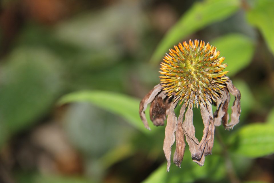 USED20171019 08 Gone to seed. Photo by Brenda Turl for BayToday.