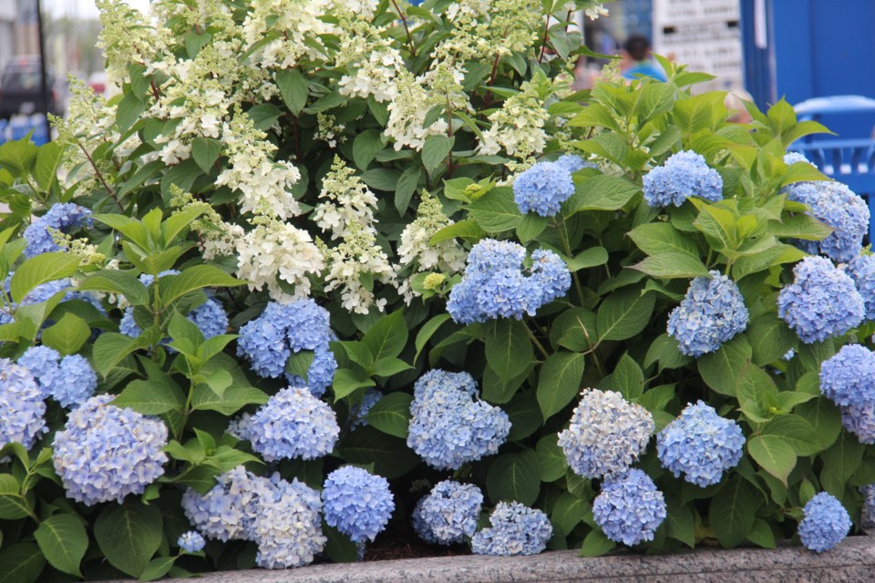 used170908 6 Beautiful plantings down town North Bay. Photo by Brenda Turl for BayToday.