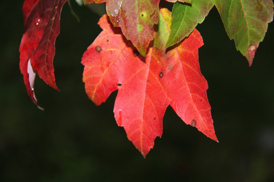 USED 170908 9 Early sign of autumn, Photo by Brenda Turl for BayToday.