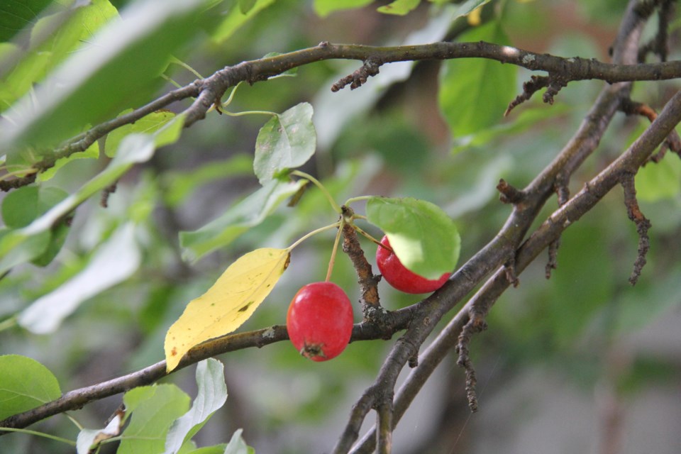 USED170914 02 Crabapples. Ripe for the picking, Photo by Brenda turl for BayToday.