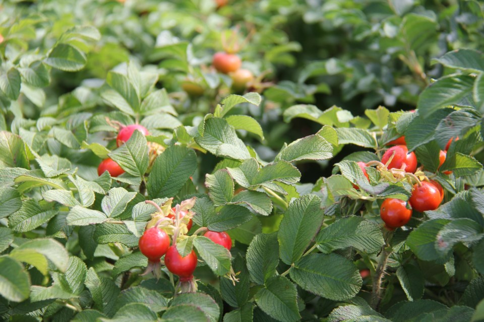 USED 170914 05 Rose hips. North Bay Heritage Gardens. Photo by Brenda Turl for BayToday.