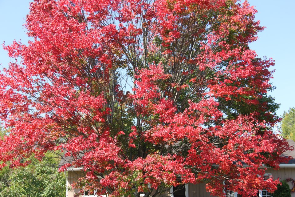 USED170914 09  Perfect red maple tree, Callander. Photo by Brenda Turl for BayToday.
