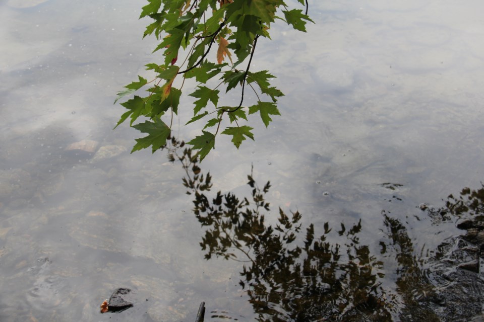 USED170921 04 Leafy reflections. Photo by Brenda Turl for BayToday.