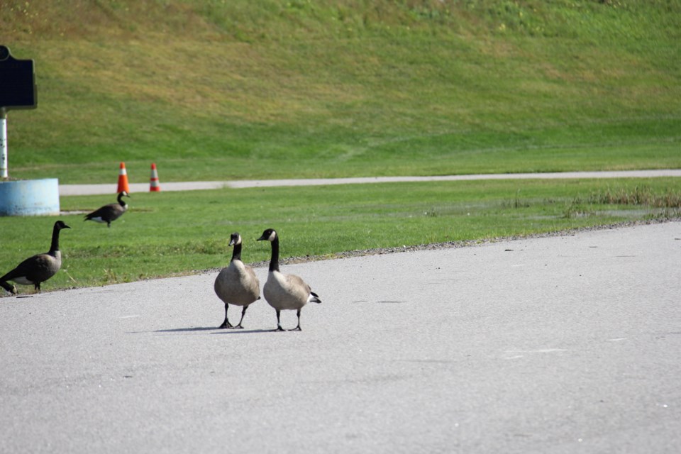 USED170928 05 Mr. and Mrs. Sill E. Goose go for a stroll. Photo by Brenda Turl for BayToday.