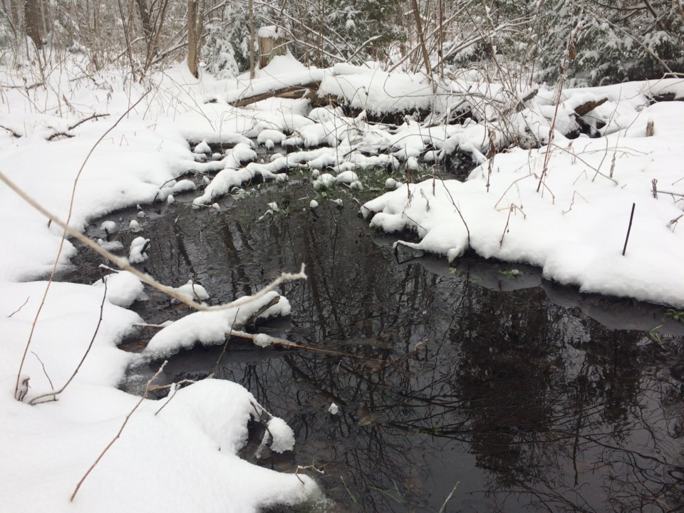 USED20180124 10 Open water in the forest. Photo by Brenda Turl for BayToday.