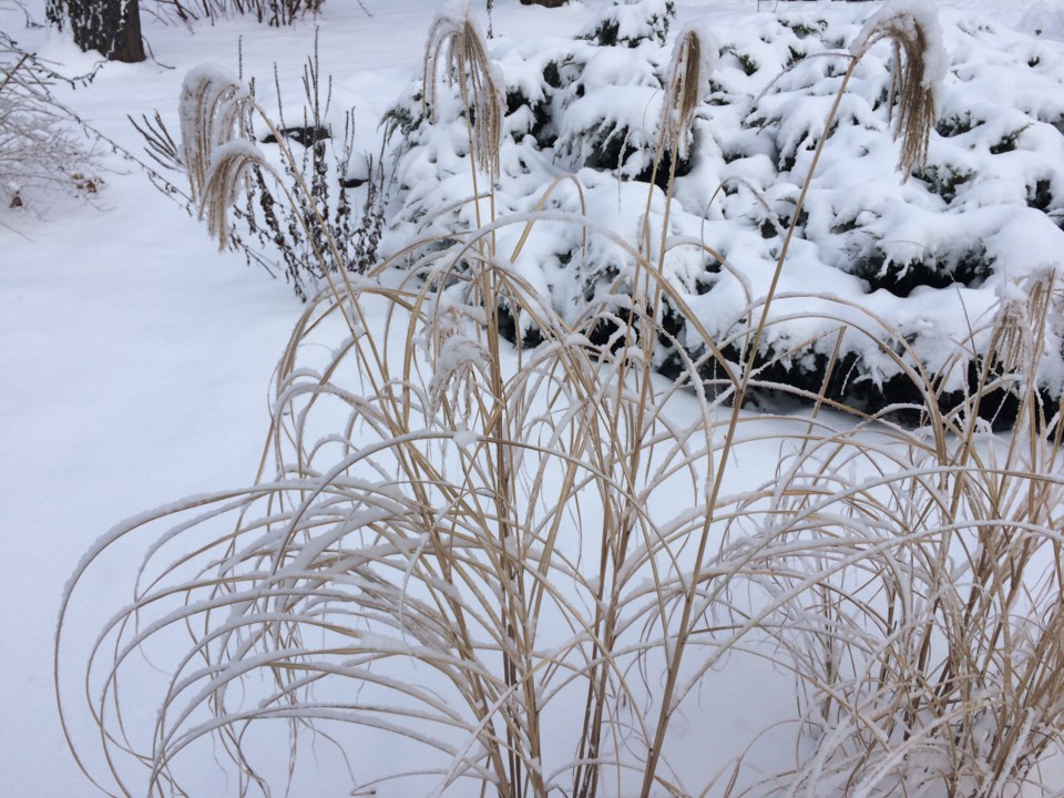 USED 20180201 9 Snow on the garden. Photo by Brenda Turl for BayToday.
