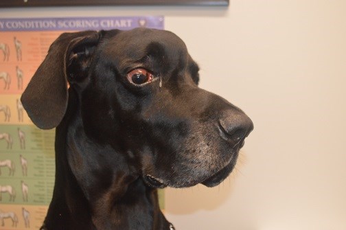 This Great Dane type of dog had a large mass on his forehead, Supplied photo.