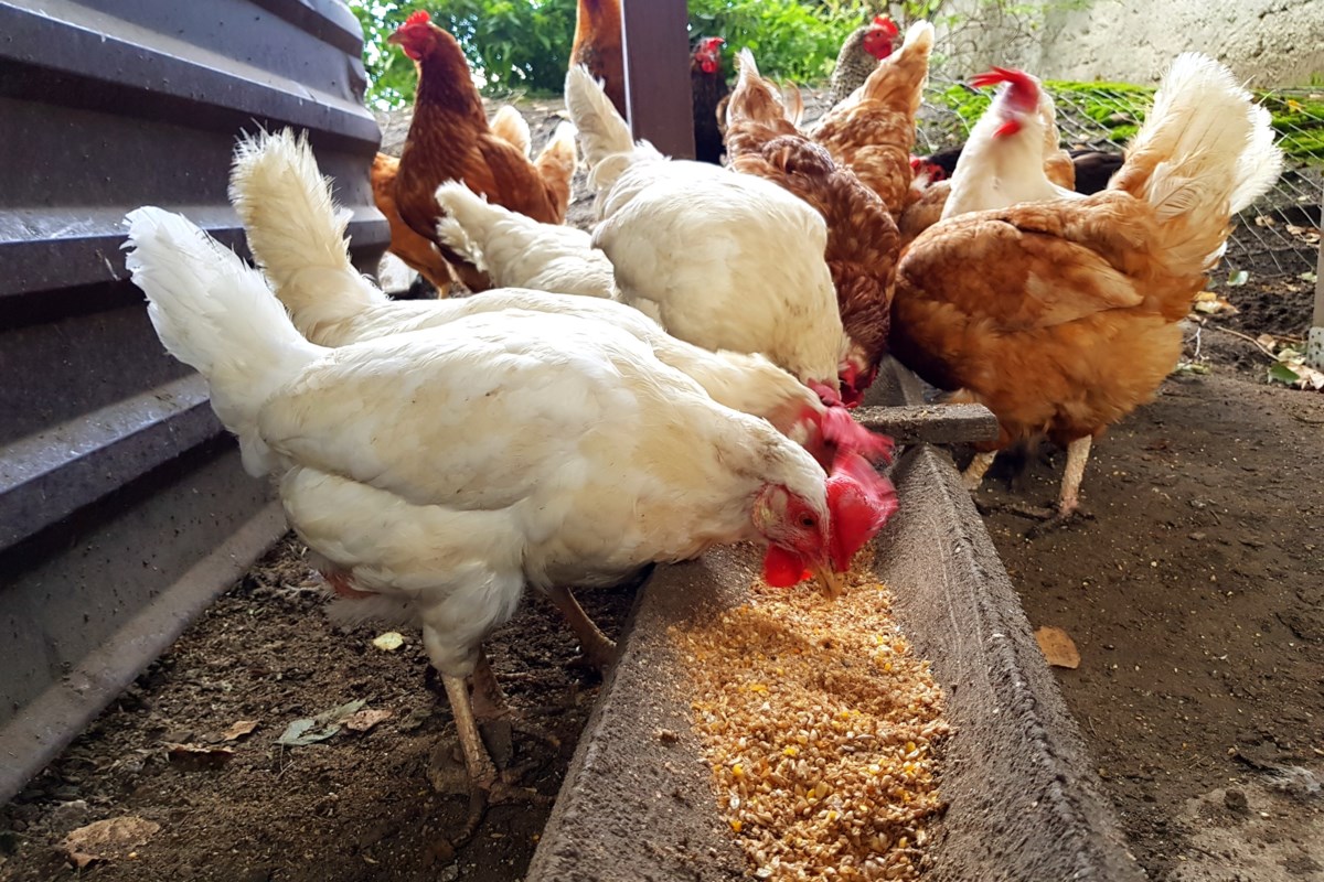 Council To Determine Pecking Order In Backyard Chicken Decision Baytoday Ca