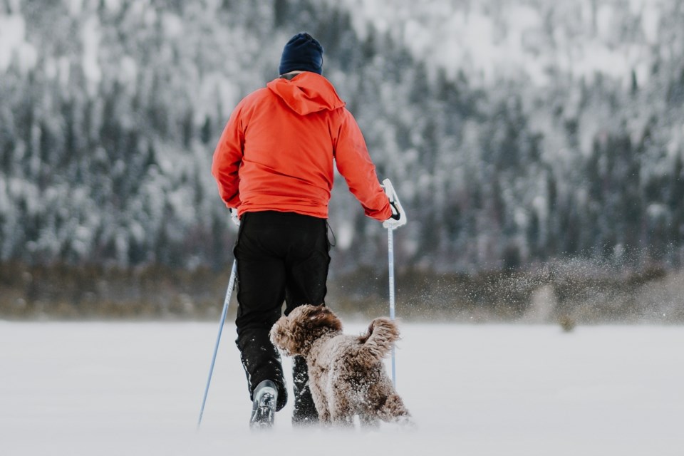 2022 01 10 cross-country-skiing-pexels-jenny-uhling-10747610