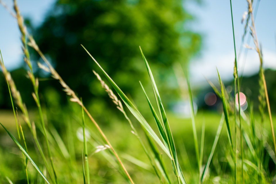 2022 05 17 lawn-grass-weeds-pexels-lisa-fotios-167570