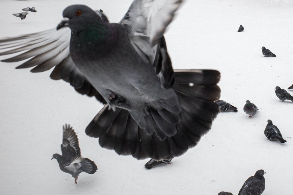2023-02-09-pigeons-pexels-dmitry-egorov-10205595