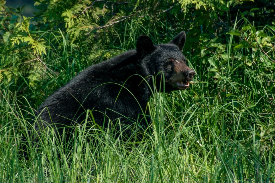2023-09-12-black-bear-pexels-enric-cruz-lopez-6272205