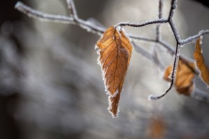 Frost possible for some areas tonight into holiday Monday