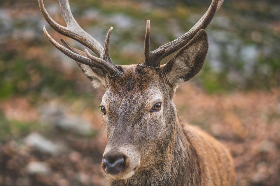 2024-06-28-deer-hunting-pexels-jean-daniel-7418410