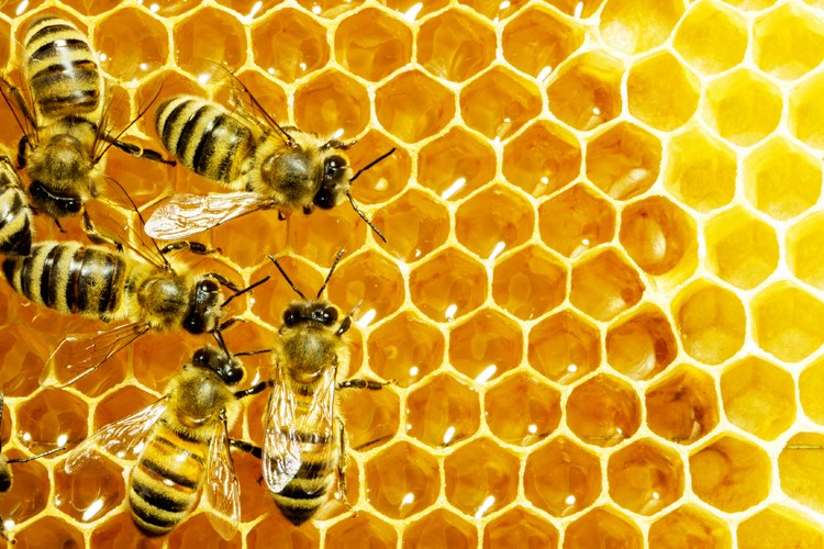 bee-н зурган илэрц