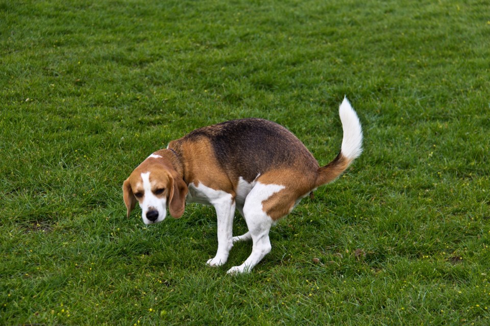 dog pooping AdobeStock_93548534 2017