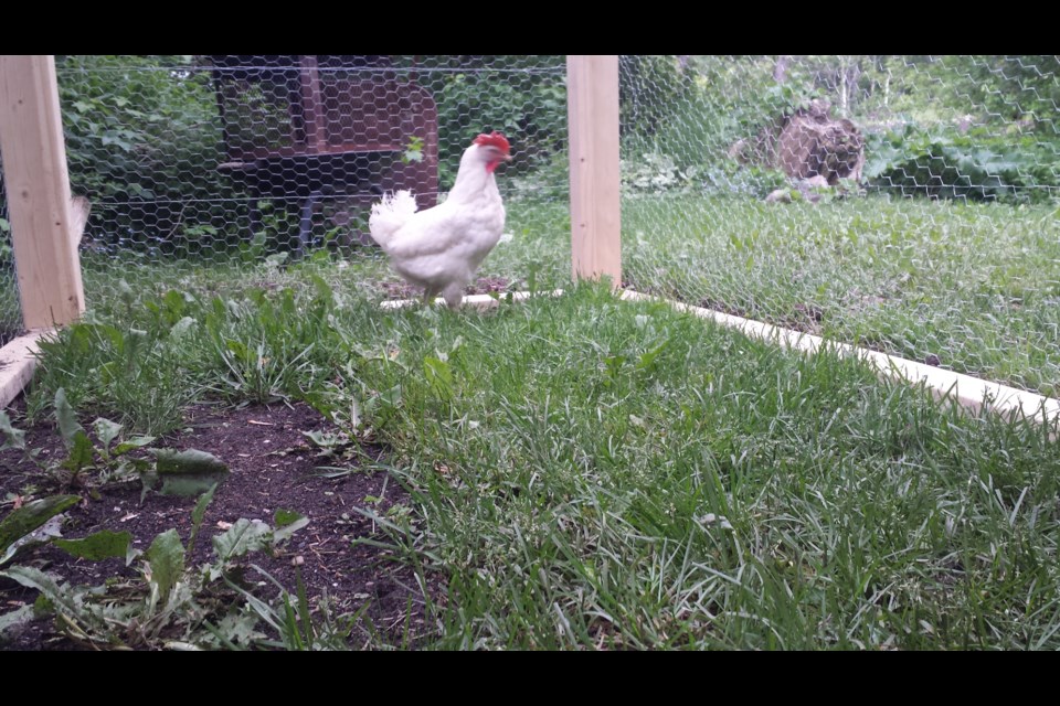 Chanelle Davidson's laying hen cage. Submitted photo. 