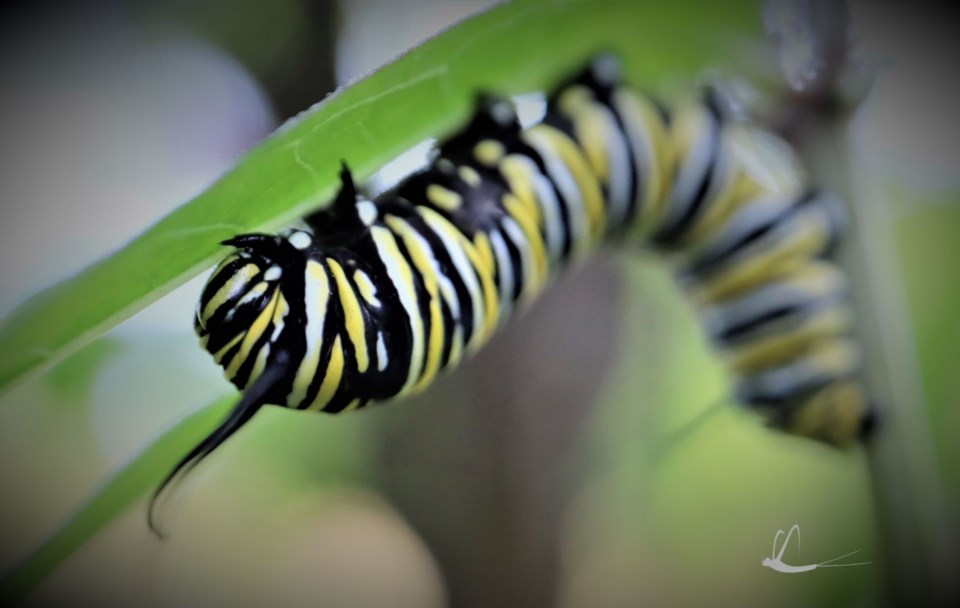 monarch caterpillar 1a