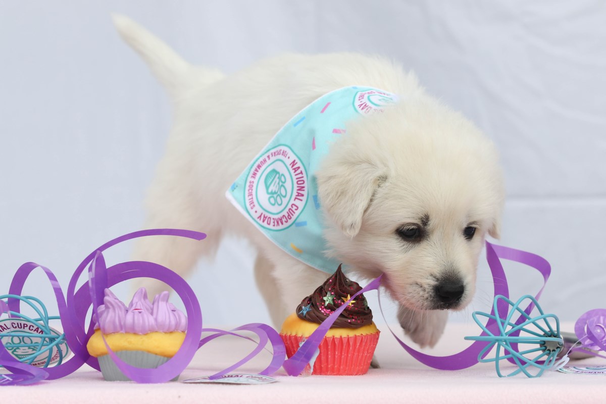 National cupcake day helps animals in need. Decorating